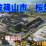 丹波篠山市桜まつり【ドローン4K撮影】