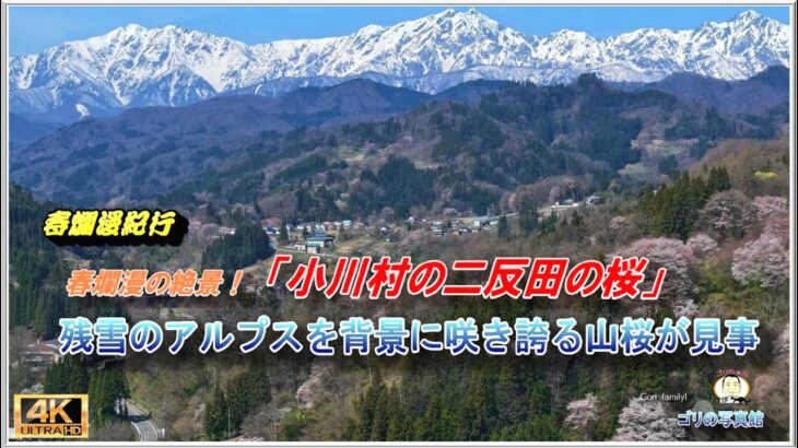 北アルプスと桜の絶景コラボを楽しむことができる小川村(ドローン空撮・4K)