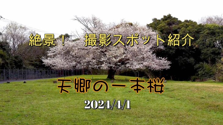 絶景・撮影スポット紹介　　天郷の一本桜 　　4K　+ドローン空撮