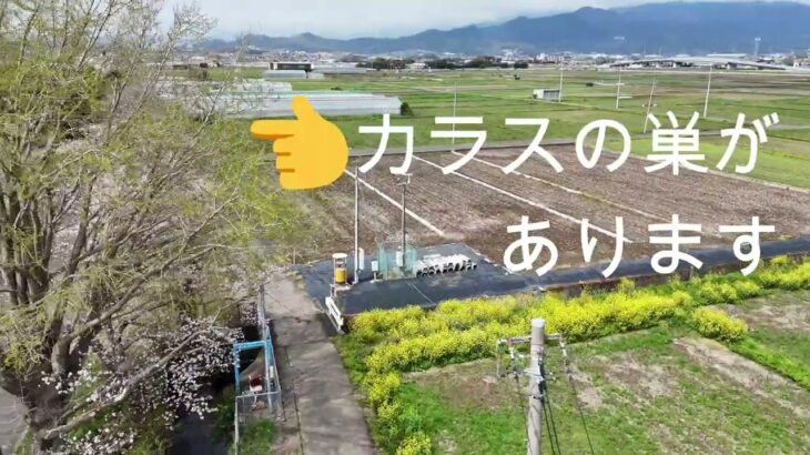 【ドローン】4K DJI Air 3 花菜ガーデン外周路の桜～ドクターイエローＴ５