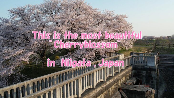 【4K DRONE】This is the most beautiful “Cherryblossom” in Niigata , Japan【ドローン空撮実況】 #新潟 #桜 #小春六花