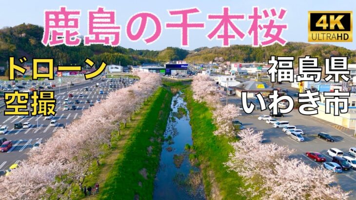 【ドローン撮影】【4K】鹿島の千本桜/福島県いわき市 / Japan Drone【空撮】