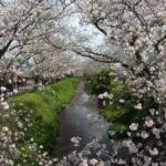 4K 日本の風景 桜並木 Japanese landscape: Row of cherry trees【リラックス、作業用】