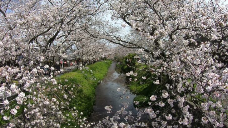 4K 日本の風景 桜並木 Japanese landscape: Row of cherry trees【リラックス、作業用】