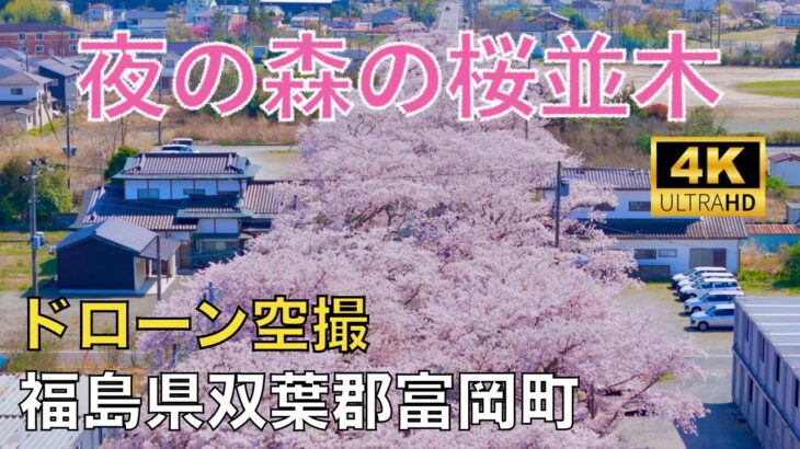 【ドローン撮影】【4K】夜の森の桜並木2024/福島県双葉郡富岡町 / Japan Drone【空撮】