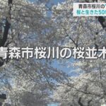 【あおもり桜風景】②青森市「桜川」　住宅街に咲き誇る「桜のトンネル」　桜と生きた50年、そして未来へ