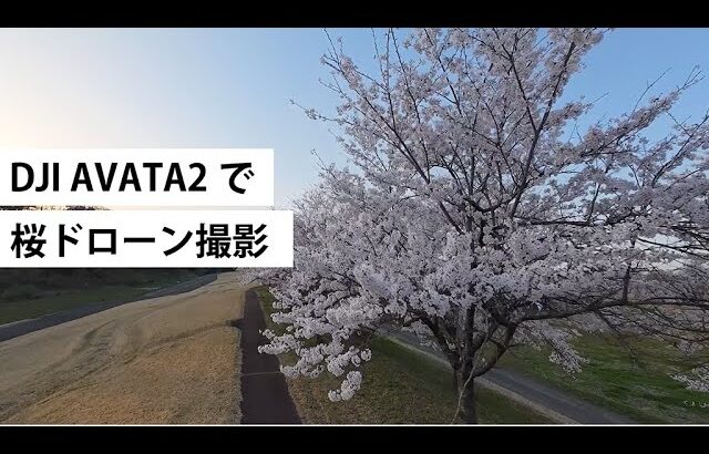 DJI_AVATA2｜マイクロドローンで桜撮影