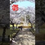 【白石城】桜Drone #drone #travel #空撮 #海外の反応 #sakura #japan　#片倉小十郎　#shorts