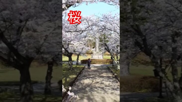 【白石城】桜Drone #drone #travel #空撮 #海外の反応 #sakura #japan　#片倉小十郎　#shorts