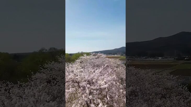 マイクロドローンで桜をFPV撮影#drone #fpv #桜