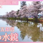 五郎沼の桜～平安時代からの歴史ある沼～【JNN sakuraドローンDIG 2024】