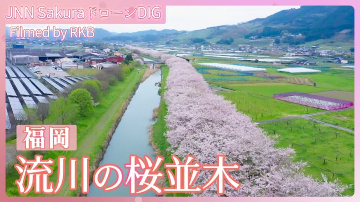 流川の桜並木（ながれかわのさくらなみき）【JNN sakuraドローンDIG 2024】