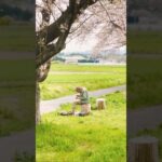 【桜ドローン】 Japanese Cherry Blossoms #dji #drone #japan #sakura #桜 #埼玉県