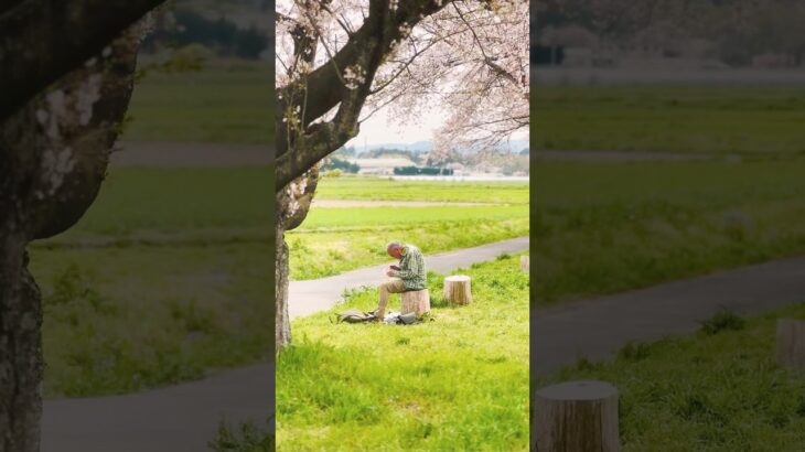 【桜ドローン】 Japanese Cherry Blossoms #dji #drone #japan #sakura #桜 #埼玉県