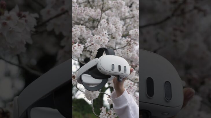 #桜 が咲き誇るシーズンが到来🌸 Meta Quest でVRお花見