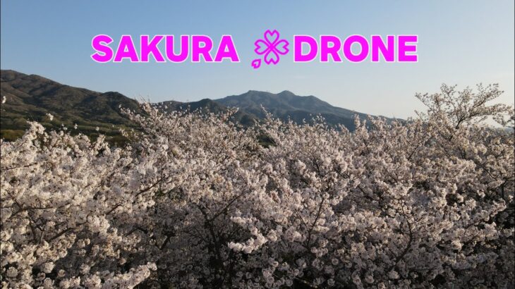 SAKURA DRONE 🌸