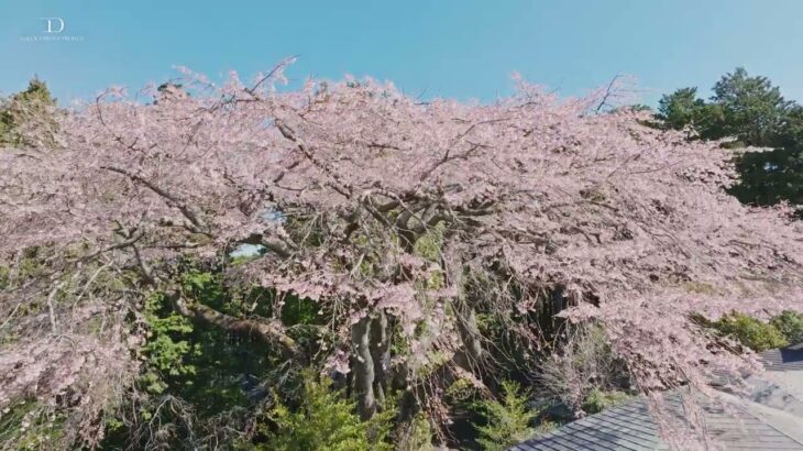 [SAKURA DRONE 4K] ｜秩父宮記念公園 静岡県御殿場市｜桜ドローンプロジェクト2024