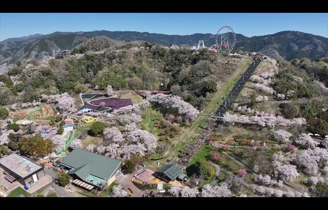 【桜ドローン映像】さがみ湖リゾートプレジャーフォレスト ～Sakura🌸 Drone in Sagamiko Pleasure Forest～