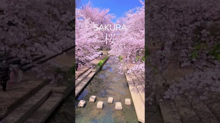 Sakura Japan 日本の桜
