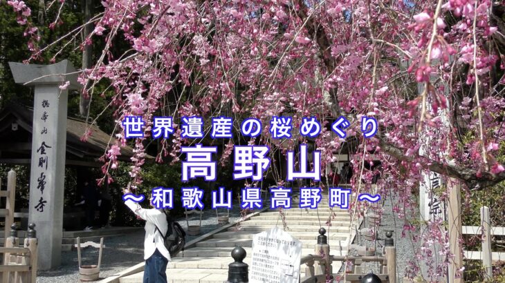 世界遺産の桜めぐり高野山。#World Heritage  #Cherry Blossoms #Koyasan