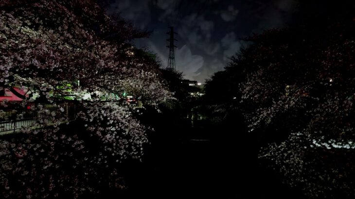 自律神経を整え熟睡を促す耳かき音と桜風景#asmr #urara1966