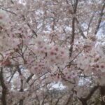 cherry blossoms and shrines/beautiful SAKURA in Yamaguchi Japan(ultraHD drone video ~ DJI MINI3 PRO）