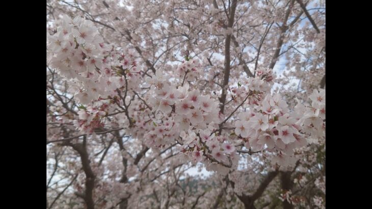 cherry blossoms and shrines/beautiful SAKURA in Yamaguchi Japan(ultraHD drone video ~ DJI MINI3 PRO）