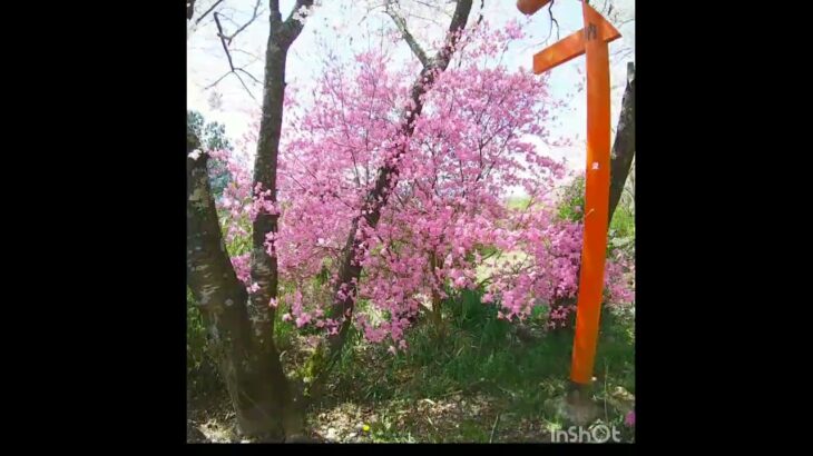 ☆Весенние пейзажи (цветение вишни и тории) ☆春の風景 (桜と鳥居) #cherry blossoms #クロフネツツジ  #namic