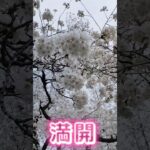 cherry tree in full bloom #満開の桜 #満開 #春 #風情 #風景