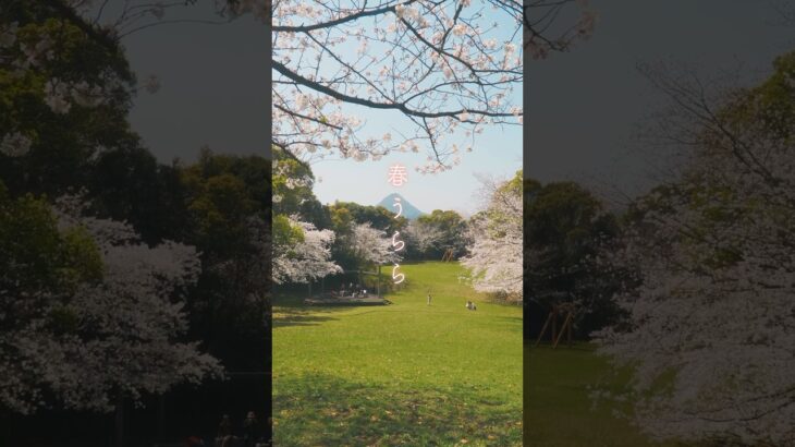 春うらら #桜 #cherryblossom #spring