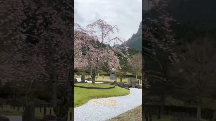 桜が綺麗場所　#cute #japan #日本の風景 #桜
