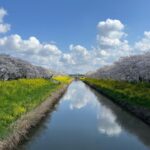 第１回オンライン花見〜iPhoneで撮影された綺麗な桜をみんなで見よう！〜