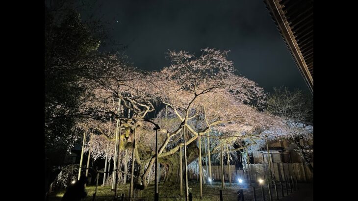 第２回オンライン花見〜iPhoneで撮影された綺麗な桜をみんなで見よう！〜