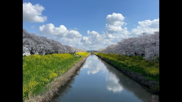 第１回オンライン花見〜iPhoneで撮影された綺麗な桜をみんなで見よう！〜