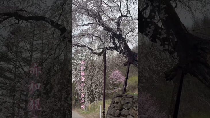 桜の里高山村・五大桜#長野 #日本の風景 #田舎の風景 #美しい風景 #iphone15pro #スマホ撮影 #桜 #おすすめにのりたい