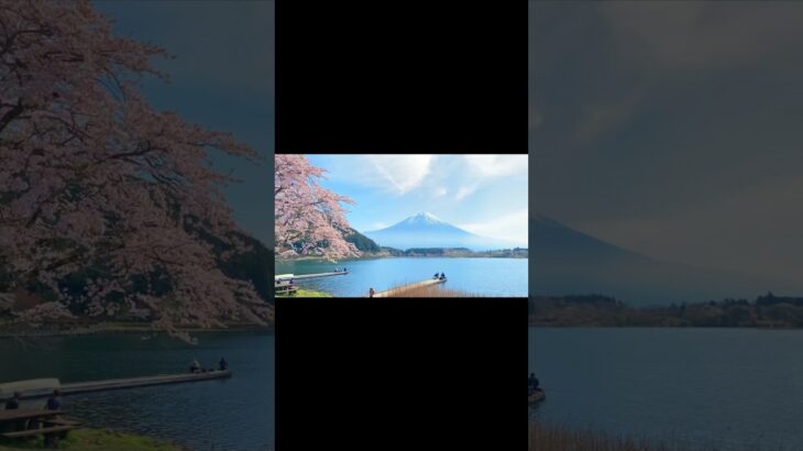 【風景】富士山と桜が見える絶景穴場スポット【お花見】【静岡】#japan #sakura #旅行 #観光 #癒し #まったり #富士山 #さくら #釣り #風景 #景色 #Cherryblossoms