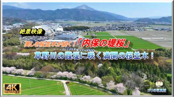 堤防に植えられた桜は、見ごたえのある桜並木に！(内保の堤桜・ドローン空撮４k映像)