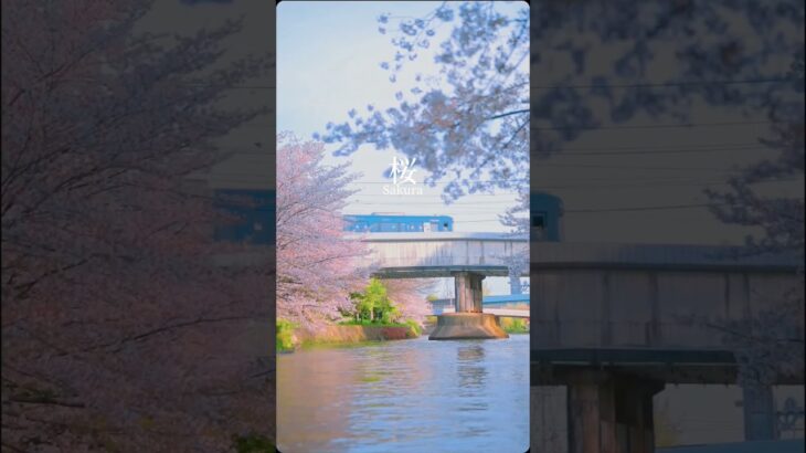 京都と奈良の桜#shorts#風景#日本#田舎#japan