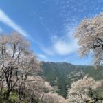 「ひょうたん桜」ドローン空撮  高知県仁淀川町