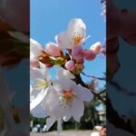 氣比神宮　桜の風景🌸