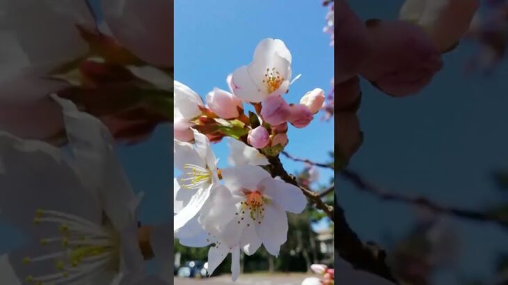 氣比神宮　桜の風景🌸