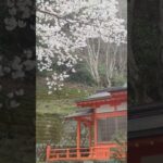 田舎の神社と夫婦杉と満開の桜✨🌸✨　#日本の神社仏閣　#仲山神社　#夫婦杉　#満開の桜　#桜のある風景