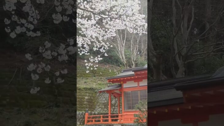 田舎の神社と夫婦杉と満開の桜✨🌸✨　#日本の神社仏閣　#仲山神社　#夫婦杉　#満開の桜　#桜のある風景