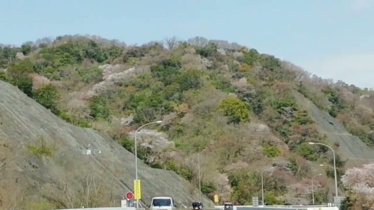 阪和道　桜の風景🌸