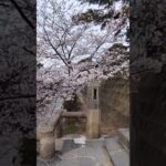 満開の桜🌸鴨さんたちも気持ち良さそう@夙川公園 #春 #桜 #風景 #兵庫県 #リラックス #鳥