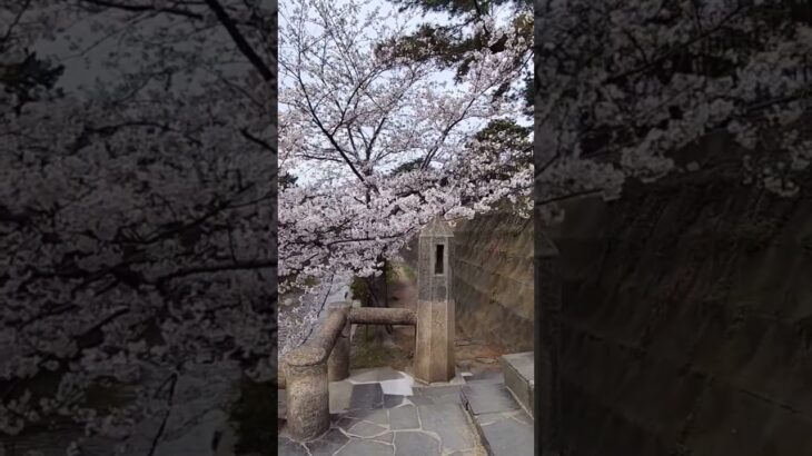 満開の桜🌸鴨さんたちも気持ち良さそう@夙川公園 #春 #桜 #風景 #兵庫県 #リラックス #鳥