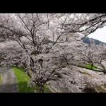 桜ドローン マイクロドローンで桜の木の内側から撮影