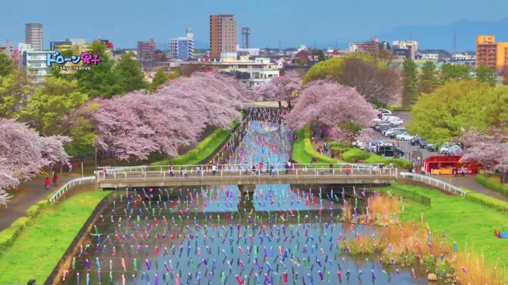 群馬県館林市【鶴生田川の桜と鯉のぼり】ドローン男子空撮