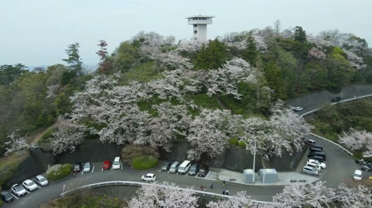 「谷上山公園」満開の桜  ドローン空撮　愛媛県伊予市