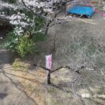 八王子市　史跡　滝山城趾　ドローン映像　中の丸の桜
